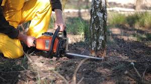 Best Tree Cabling and Bracing  in Freeport, IL